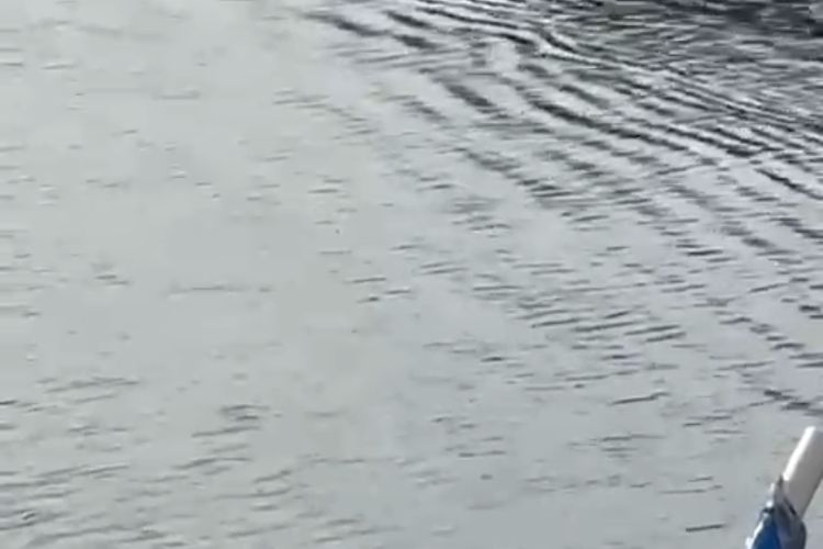 Penanganan Buaya Kini Diambil Alih KKP