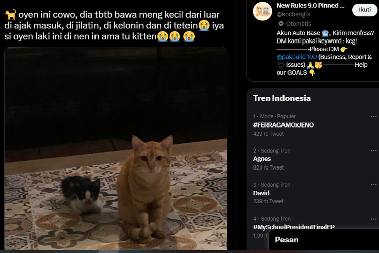 Ramai soal Kucing Jantan Mau Merawat Anak Kucing, Dokter Hewan Sebut Ini Kejadian Langka