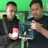 Transaksi Tak Biasa, Pria Ini Barter Emas Batangan dengan Ikan Cupang Jenis Super Gold