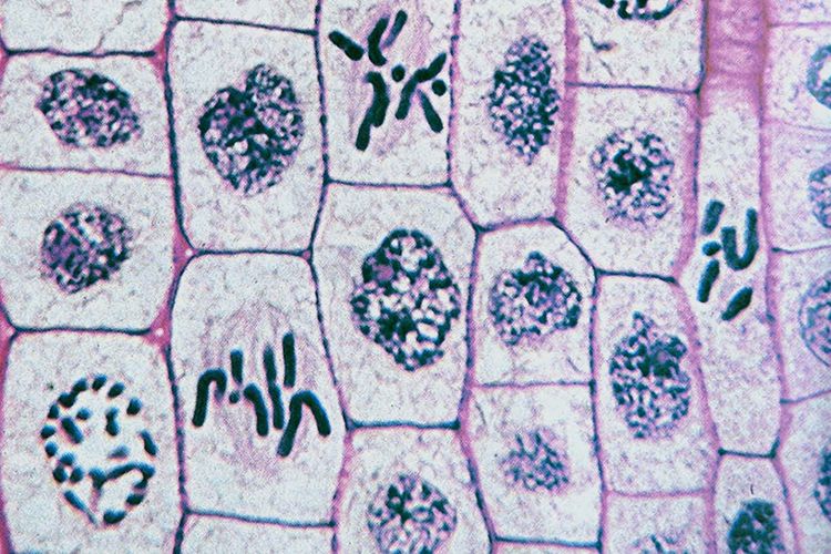 Sebuah proses mitosis dalam sebuah gambar mikroskopis