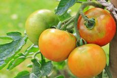 Penyebab Tanaman Tomat Layu Setelah Hujan Lebat dan Cara Mengatasinya