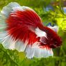 Air Akuarium Ikan Cupang Harus Diberi Garam, Ini Sebabnya