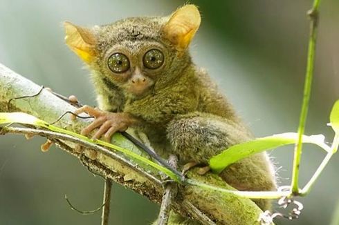 Tarsius, Primata Terkecil di Dunia nan Romantis dari Sulawesi, Hidup Sendiri Jika Pasangannya Mati