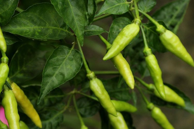 Ilustrasi cabai rawit, tanaman cabai rawit. 