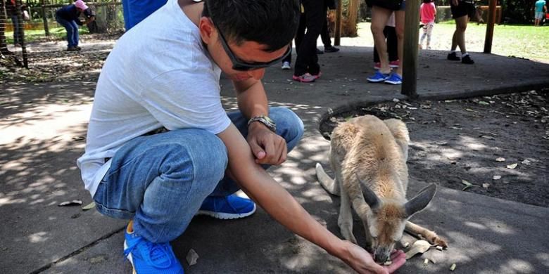 Memberi makan kanguru di Caversham Wildlife Park, Perth, Australia.