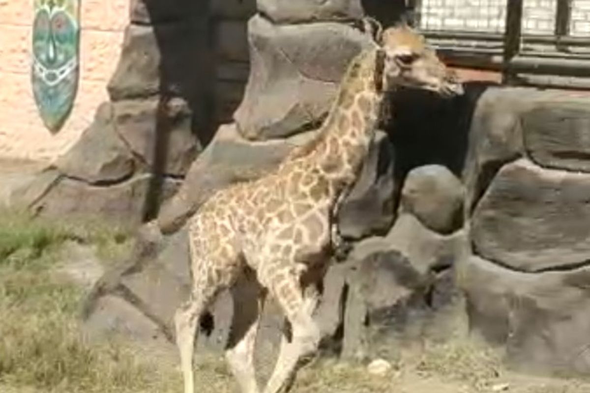 Anak jerapah berjenis kelamin jantan yang diberi nama Akbar, yang terlahir di Maharani Zoo dan Goa di Kecamatan Paciran, Lamongan, Jawa Timur.