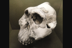 Australopithecus Boisei: Penemuan dan Ciri-ciri