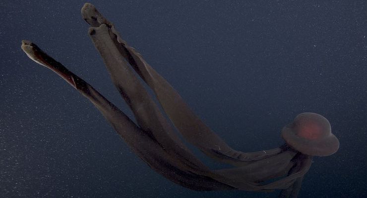 Ubur-Ubur Hantu Raksasa, Makhluk Laut Raksasa yang Misterius
