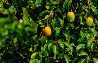 Daun mangga bisa digunakan mendukung program penurunan berat badan.