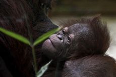 Menengok Java, Bayi Orangutan Kalimantan yang Lahir di Paris