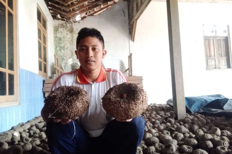PANEN PORANG—Yoyok Triono, petani muda asal Desa Klangon, Kecamatan Saradan, Kabupaten Madiun, Jawa Timur menunjukkan hasil panen porangnya tahun ini.