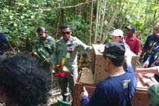 Puluhan Satwa Liar Dilepaskan ke Habitatnya di Pulau Seram, Ada Buaya hingga Burung Nuri