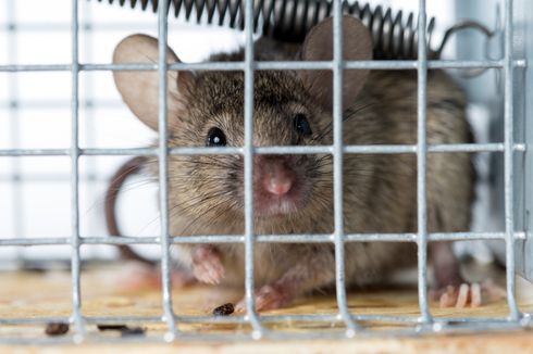 5 Cara Usir Tikus di Rumah dari Pakar Tikus IPB