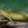 Fosil Ikan Purba Ungkap Asal Muasal Jari Tangan Manusia