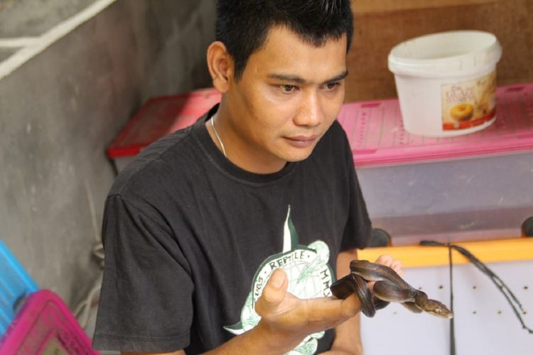 Rifal Arzona (30), menunjukkan koleksi ular miliknya. Sejak 3 tahun lalu, pemuda itu menekuni usaha budidaya ular, di Desa Sidowarek, Kecamatan Ngoro, Kabupaten Jombang, Jawa Timur.