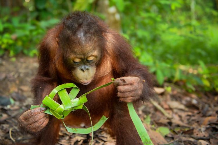 Menjaga Insting Alami, Orangutan di Pusat Rehabilitasi Kaltim Disuguhi Ketupat Lebaran