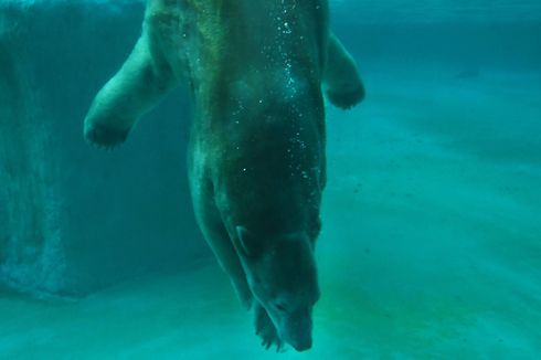 Beruang Kutub Pertama yang Lahir di Area Tropis Disuntik Mati Hari Ini