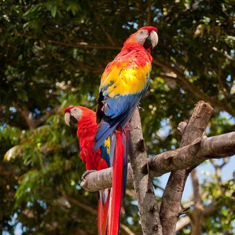 Ilustrasi burung Scarlet macaw.