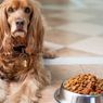 Bagaimana Mengembalikan Nafsu Makan Anjing?