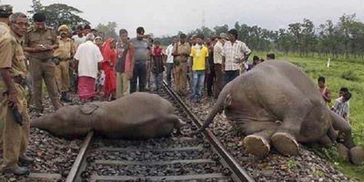 Empat gajah mati setelah terperangkap di jalur kereta api dan ditabrak sebuah kereta yang melaju kencang di India, Kamis (30/5).