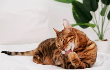 Ilustrasi kucing menjilati kakinya.