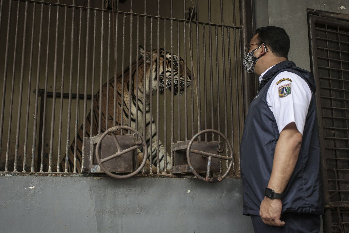 Gubernur DKI Jakarta Anies Baswedan meninjau salah satu Harimau Sumatra yang terpapar COVID-19 di Taman Margasatwa Ragunan (TMR), Jakarta, Minggu (1/8/2021). Anies mengatakan bahwa pihaknya akan memastikan kondisi kedua Harimau Sumatra, Hari dan Tino yang didiagnosis positif COVID-19 pada 15 Juli lalu memperoleh perawatan intensif hingga dinyatakan sehat secara medis.