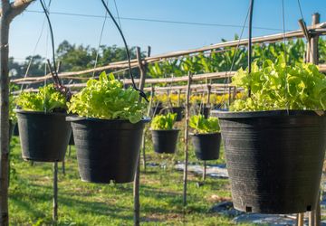 Cara Menanam Selada di Pot dan Polybag, Bisa Dilakukan di Rumah