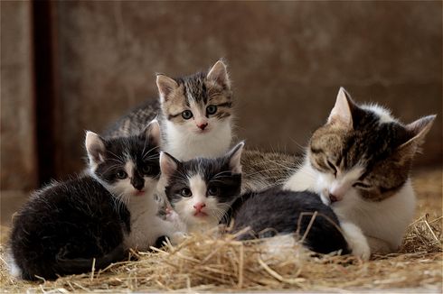 4 Penyebab Induk Kucing Menggeram pada Anaknya yang Baru Lahir