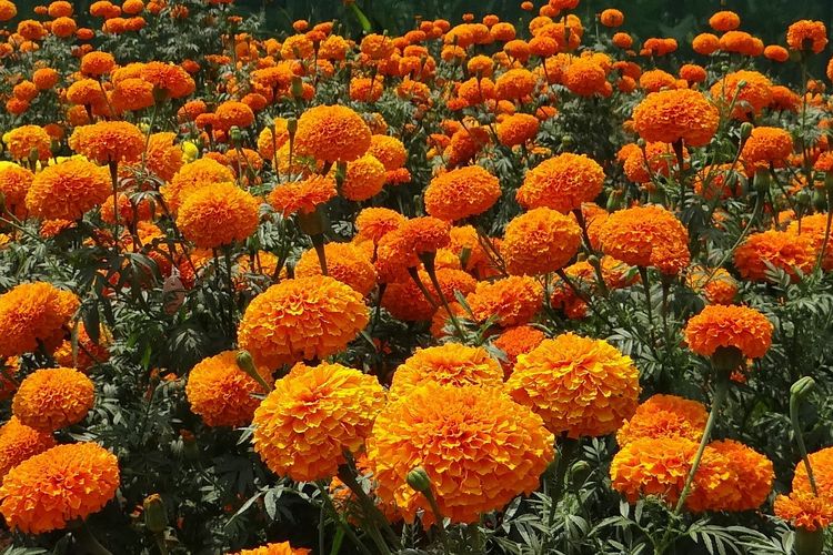 Tak hanya cantik, bunga marigold juga memiliki aroma yang kuat sebagai tanaman pengusir nyamuk dan mengandung pyrethrum seperti krisan.
