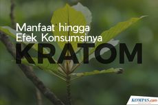 INFOGRAFIK: Kratom, Apa Manfaat dan Bagaimana Efek Konsumsinya?