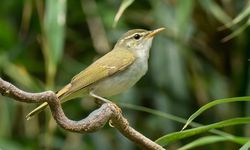 Ilmuwan Temukan Spesies Burung Baru di Jepang yang Selama Ini Tersembunyi