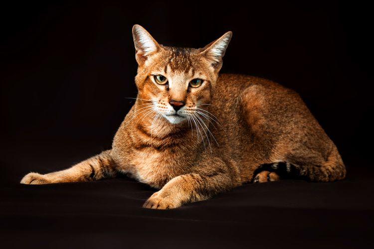 Ilustrasi ras kucing Chausie.