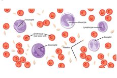 Darah Manusia: Fungsi, Sel, Plasma, dan Jenis Sirkulasinya