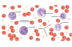 Umur Sel Darah pada Manusia
