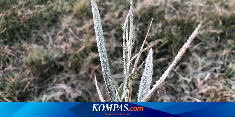 Dieng Kembali Membeku, Embun Es Muncul di Kompleks Candi Arjuna - Vimarsana News