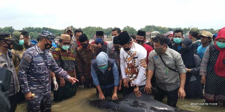 Gubernur Jawa Timur, Khofifah Indar Parawansa dan Bupati Bangkalan, Abdul Latif Imran saat melihat langsung kondisi paus yang terdampar di perairan Modung, Kabupaten Bangkalan, Jumat (29/2/2021).