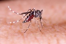 Virus Corona Tidak Dapat Ditularkan Lewat Gigitan Nyamuk