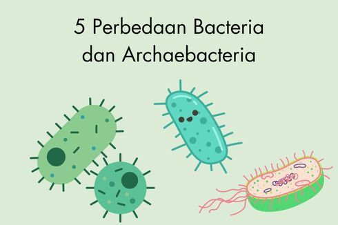 5 Perbedaan Bacteria dan Archaebacteria