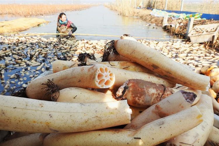 Batang lotus yang berongga, dianggap sebagai akar lotus oleh masyarakat China. Di sana, batang lotus dipanen untuk makanan dan obat herbal.