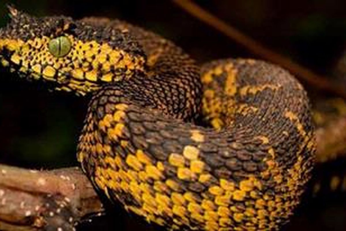 Porno tomosha qiling, pul evaziga jinsiy aloqa qilish uchun aldangan Porno sahnaning guvohi