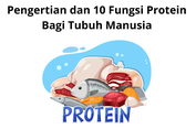 Pengertian dan 10 Fungsi Protein Bagi Tubuh Manusia