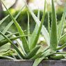 Bahaya Menyiram Tanaman Lidah Buaya Berlebihan