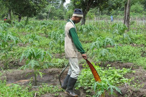 Lewat Proses Alami, Sasa Bikin Produk Samping Jadi Pupuk Organik Cair