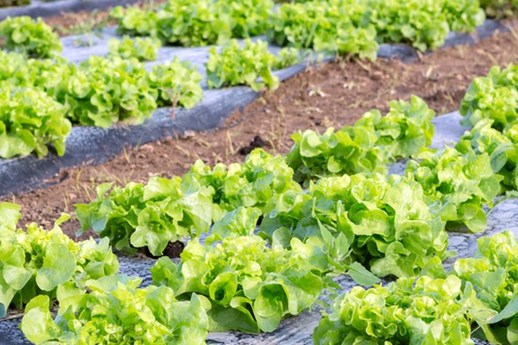 Ilustrasi mulsa plastik di lahan penanaman sayuran. 