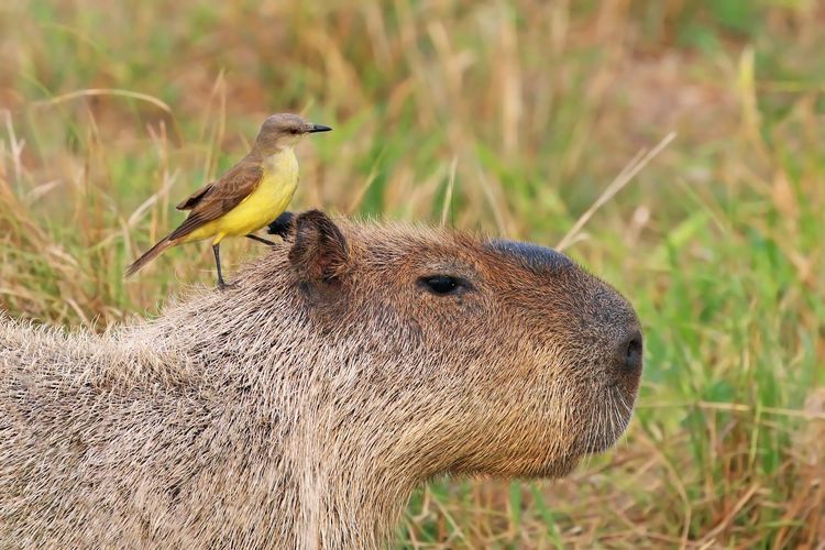 Kapibara adalah hewan pengerat terbesar di Bumi. Mamalia semi-akuatik ini ditemukan di sebagian besar Amerika Selatan bagian utara dan tengah.