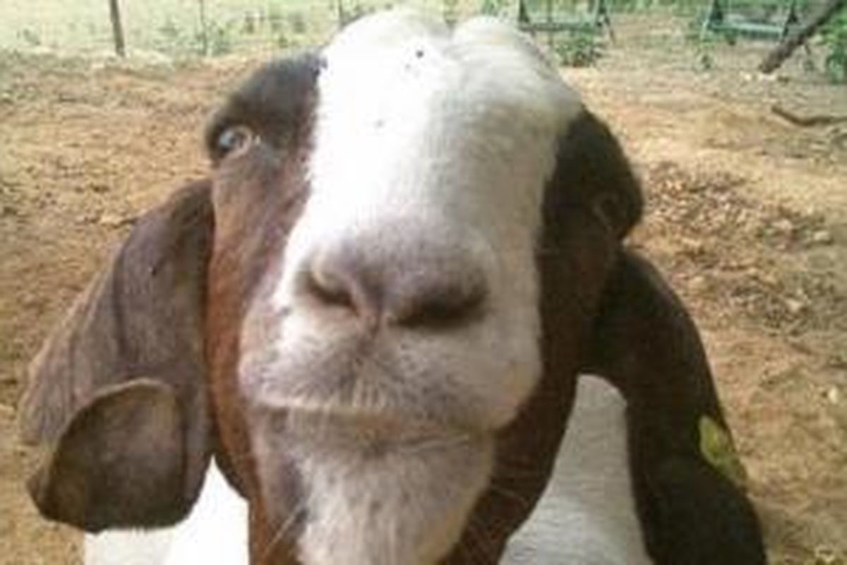 Pria Ini Perkosa Kambing Setelah Cintanya Ditolak Seorang Perempuan