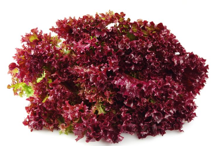 Selada merah, sayuran selada merah