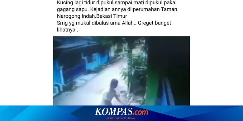 Beredar Video Kucing Dipukuli Sampai Mati Di Bekasi Animal
