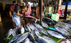 Makan Ikan Segar Asal Berau, Tak Perlu Lagi Terbang ke Borneo