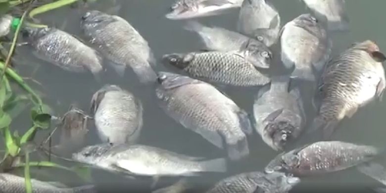 Ribuan ikan di keramba jaring apung (KJA) Waduk Jatiluhur Purwakarta mati mendadak, Minggu (31/1/2021).
Para petani ikan terpaksa membuang ikan mati dari tengah keramba ke sisi danau agar tak mencemari air.